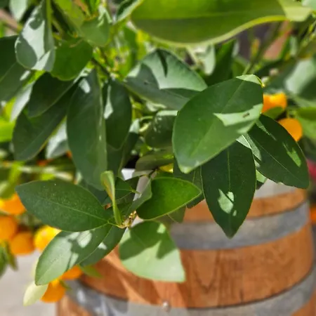 Apartman Stamatis Corfu 2 Ípszosz