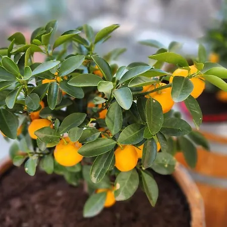 Stamatis Corfu 2 아파트 *